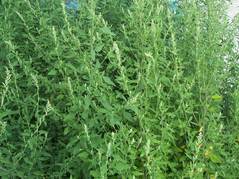 Shattercane & Lamb’s Quarter « Simple Ranger